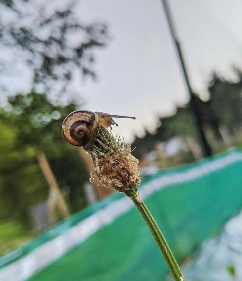 L'Escargoterie De La Forge - Immersion Champetre Uzemain Exteriér fotografie