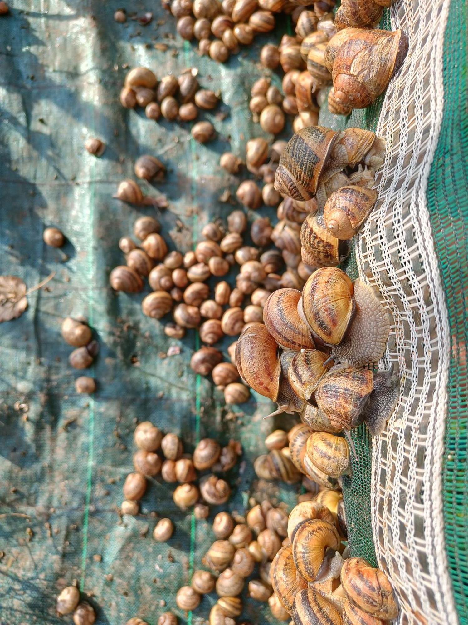 L'Escargoterie De La Forge - Immersion Champetre Uzemain Exteriér fotografie
